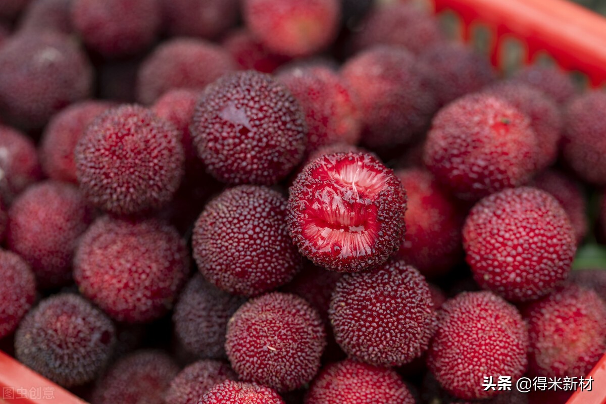 杨梅虫子有蛋白质吗,杨梅有虫子怎么吃