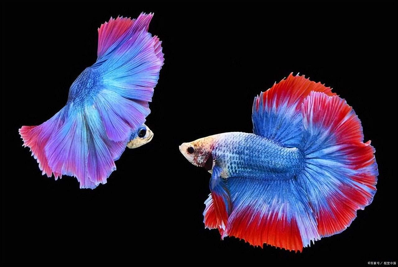 斗鱼褪色后怎么恢复,光照过强斗鱼褪色