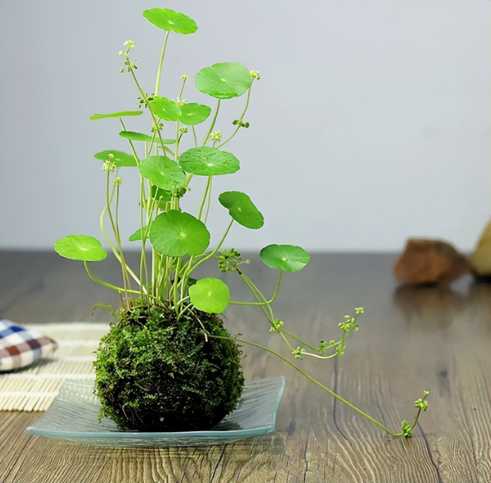 铜钱草的营养价值与功效,生态多样性的作用和意义