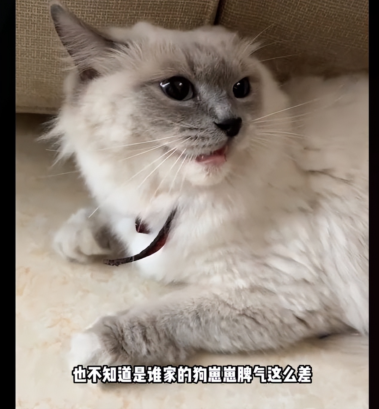 猫咪掉进化粪池被好心小哥救助,猫咪掉卡在树枝被好心人救下