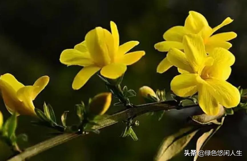 玉堂春富贵指哪些花,玉堂锦绣富贵春寓意