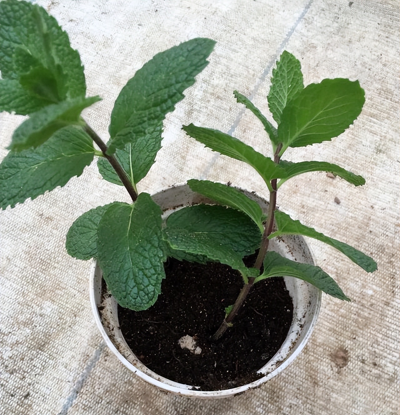 薄荷怎样养生长快速,花盆里栽的薄荷怎样让它枝叶茂盛