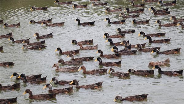 高邮鸭集团食品加工有限公司,江苏高邮鸭集团食品加工
