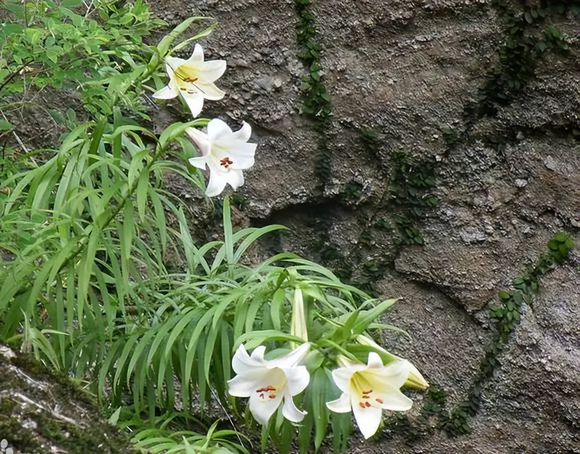植物识别小口诀，总结的太全了！