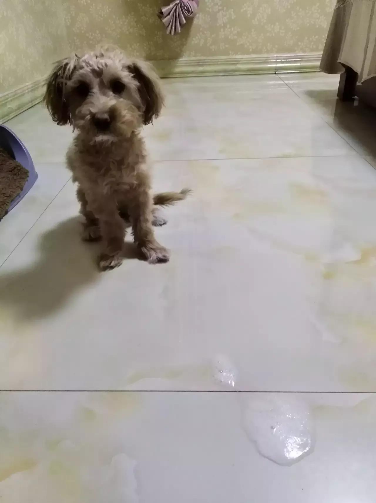 狗狗怎样会感染细小病毒,狗狗感染细小还能睡着吗