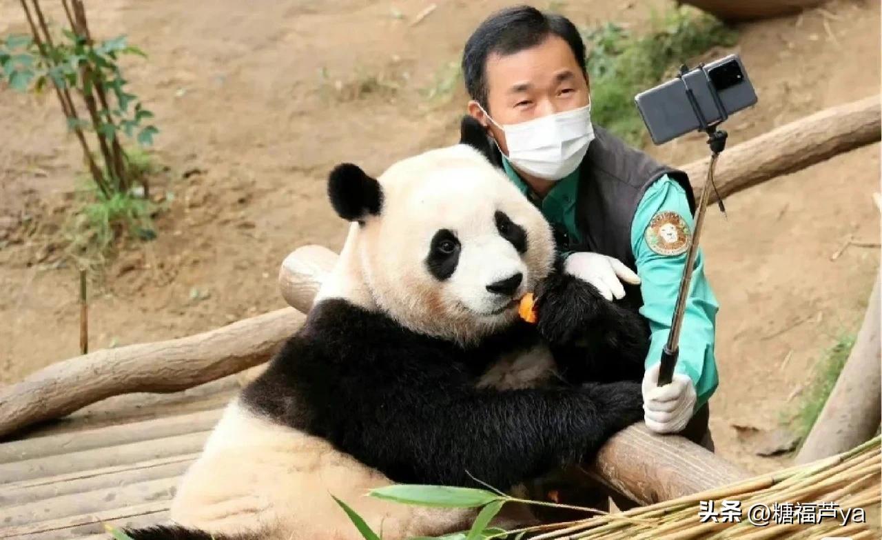 那些证明福宝是人的证据——毛皮大衣下是个小人精