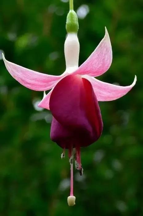 花朵壁纸横版,花朵招财壁纸