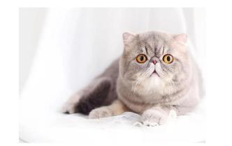 泪痕的预防和消除,泪痕猫护理