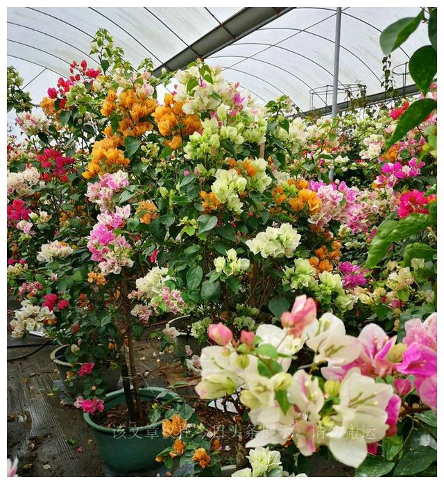 春季热卖花,3月份到4月份花品种大全