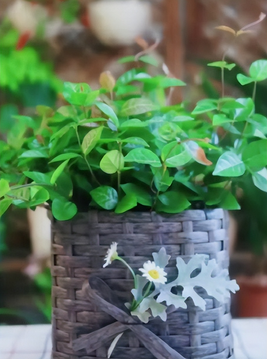 废旧塑料瓶改造花盆小妙招,废旧塑料桶制作花盆教程