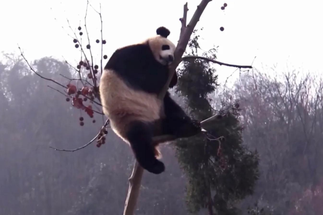 考古爱宝,考古爱宝的童年经历