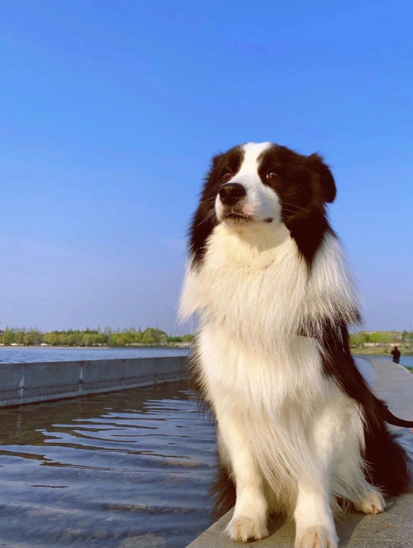 边境牧羊犬黄色多少钱,边境牧羊犬知道主人是狗吗
