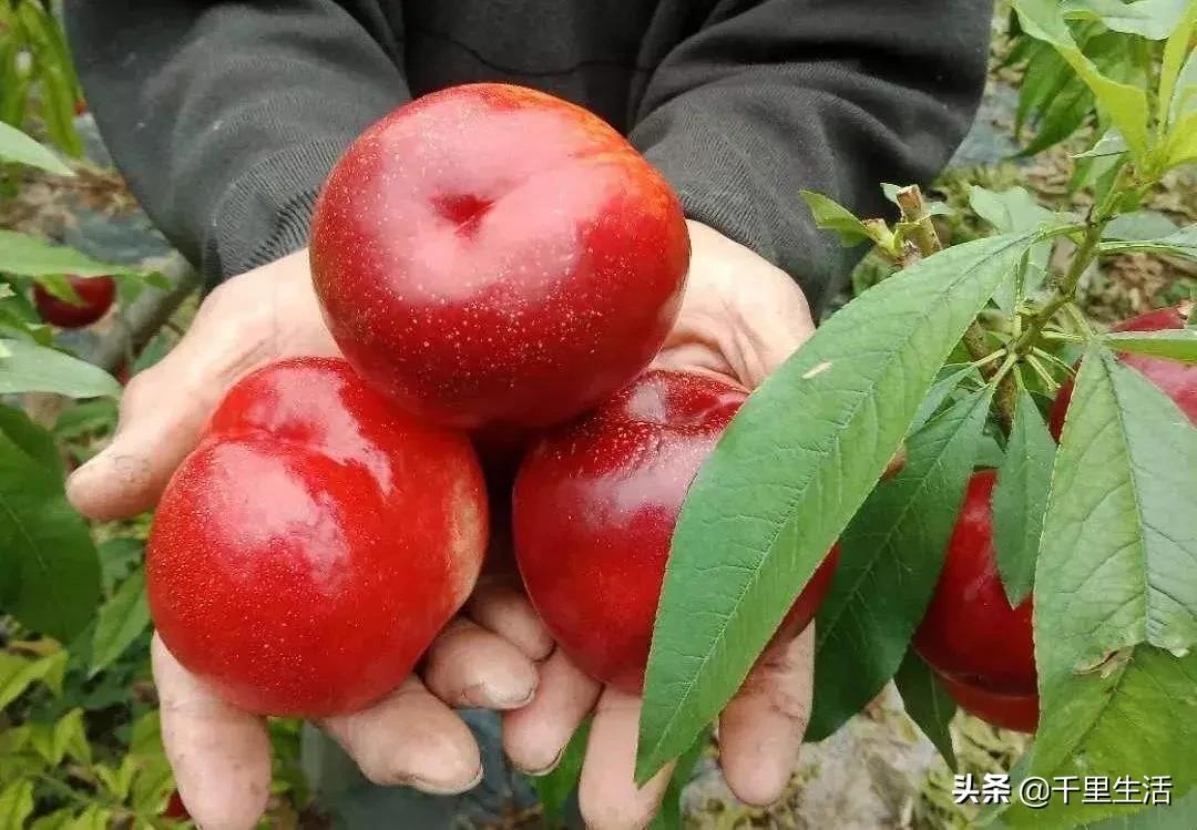 桃子熟了山东蒙阴黄桃,蒙阴蜜桃中国三大名桃