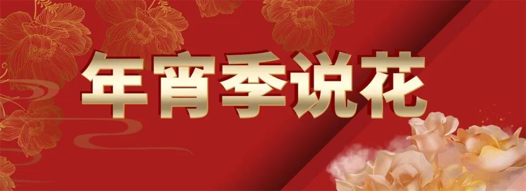 办公室花卉大气上档次,高端大气上档次花卉康乃馨