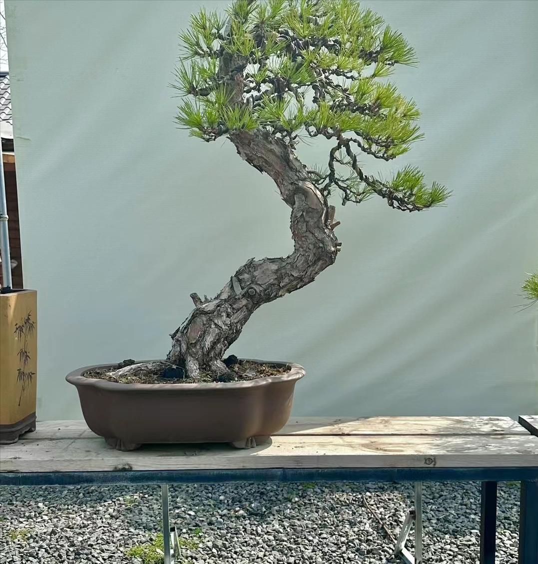 日本三河黑松盆景 (怎么挑选三河黑松盆景)