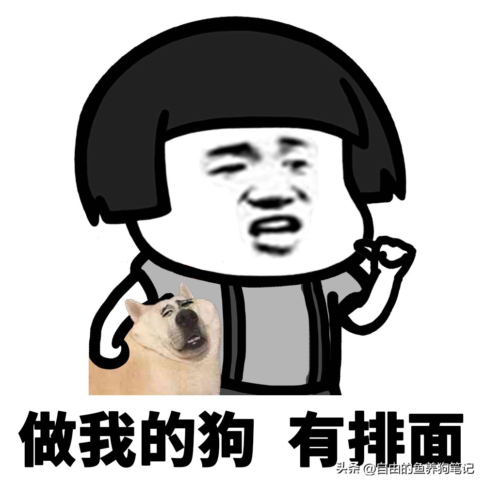 在网上买哪里的狗狗便宜又好,网上买的狗不到一个星期就病了