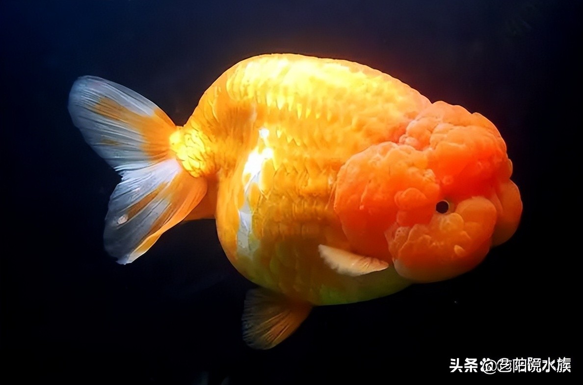 养金鱼和热带鱼的区别在哪,热带鱼金鱼哪个好养一点