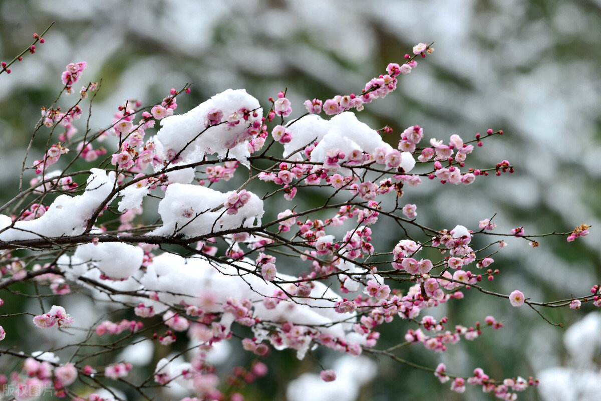 糖瓜粘,忆小年,愿日子常新,岁月如意,新年所许,四季与你