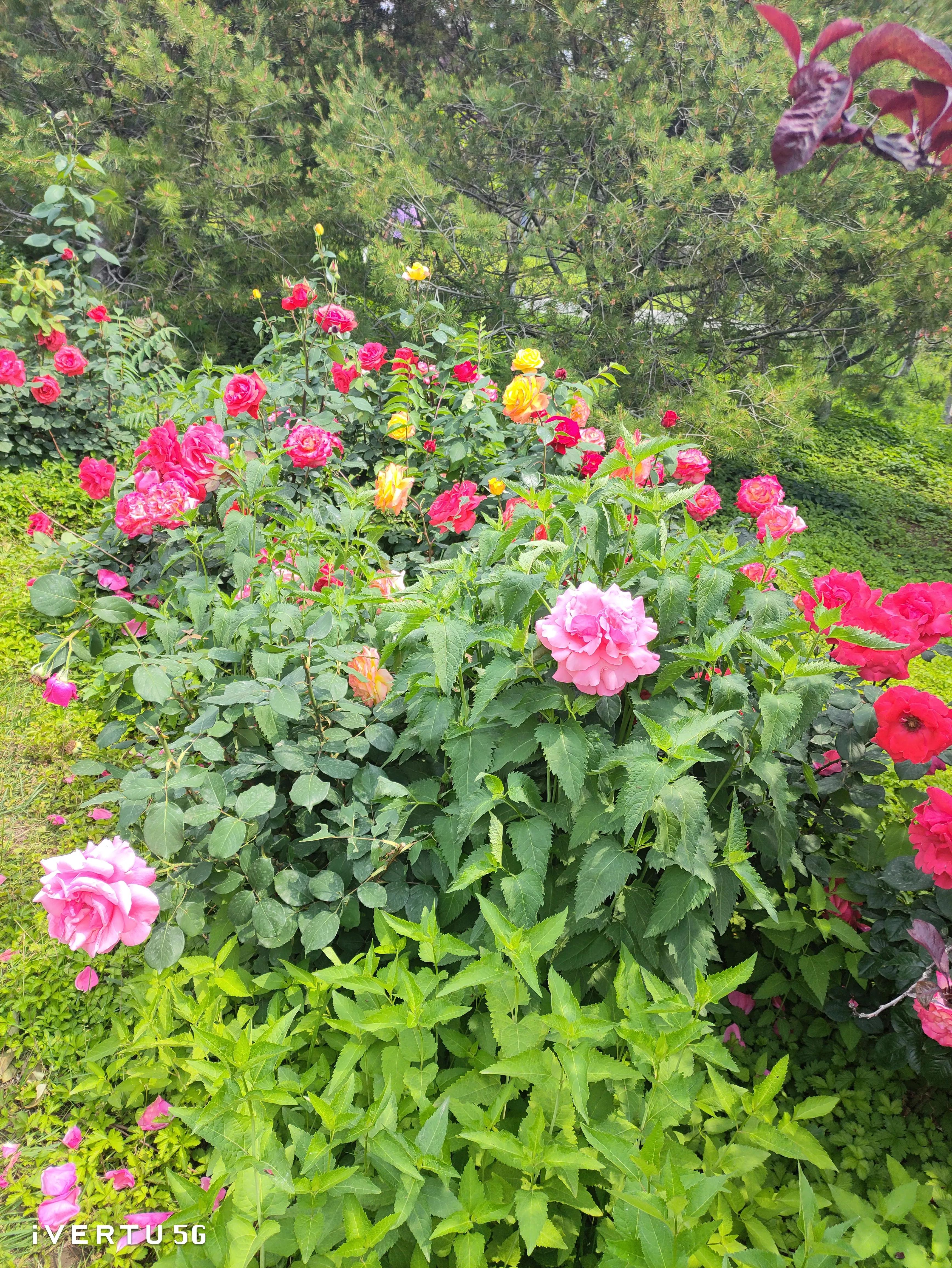 北京盆栽月季可以户外过冬吗,北京植物园市花月季