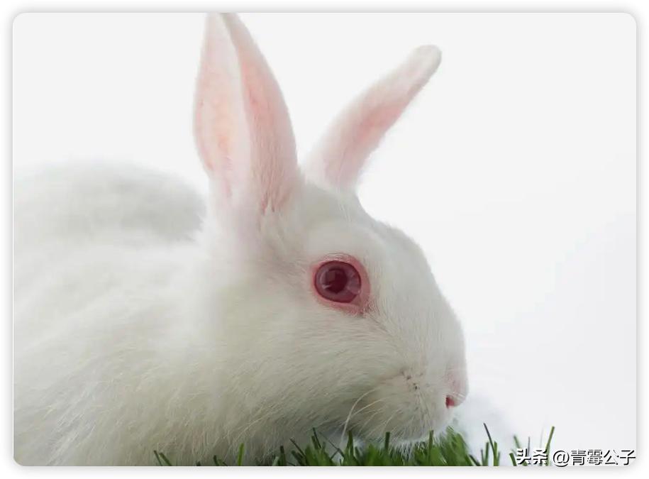 一只蓝色兔子是什么品种,一只蓝兔子