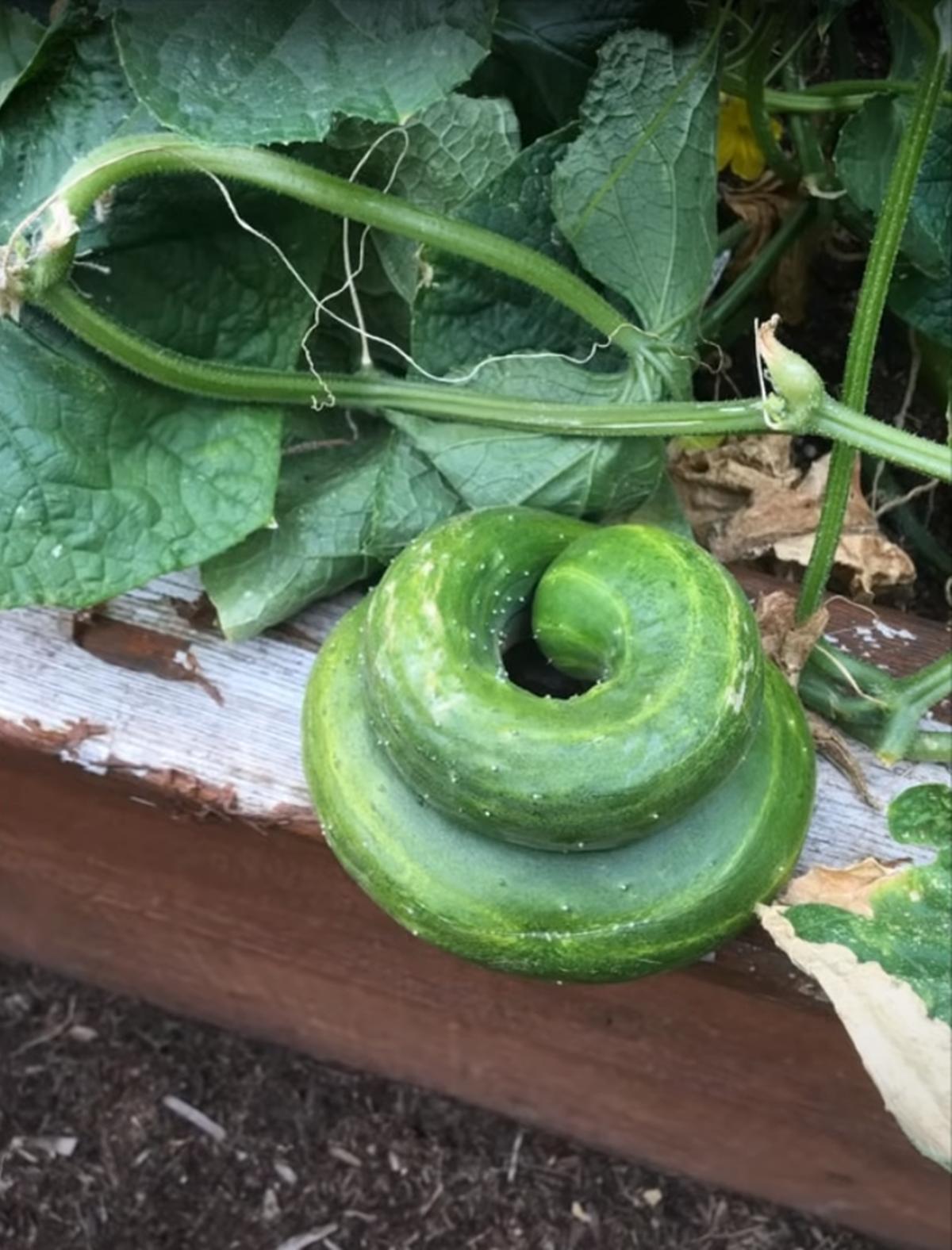 20张让人开怀大笑的猫咪照片,100张有趣猫咪照