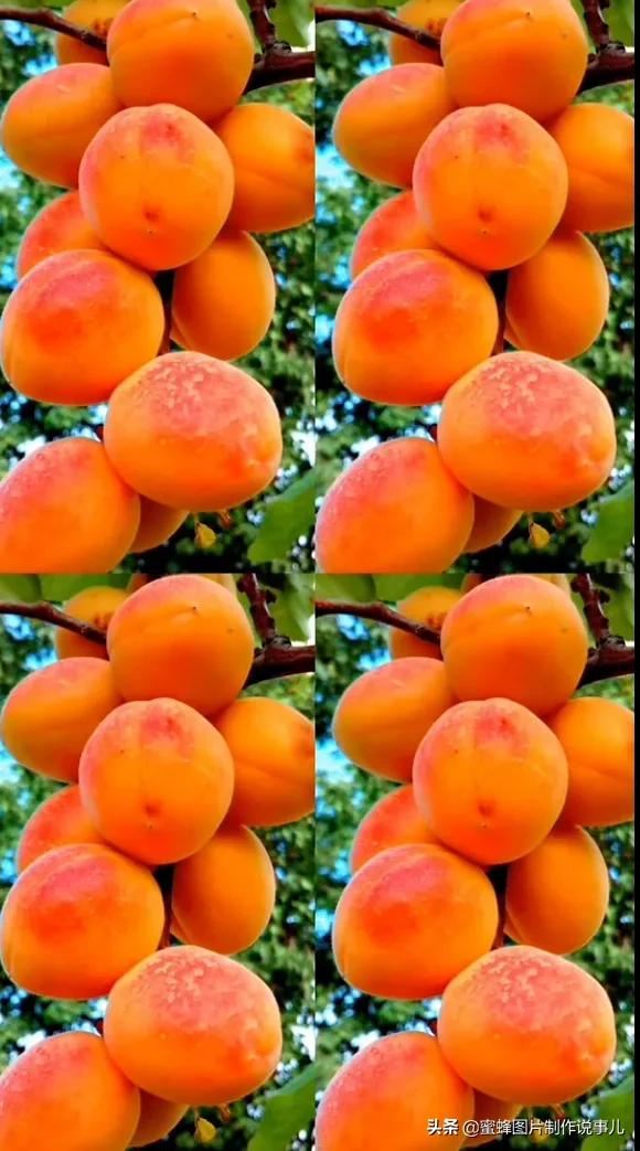 壁纸图片水果清新,丰收的水果高清图片壁纸