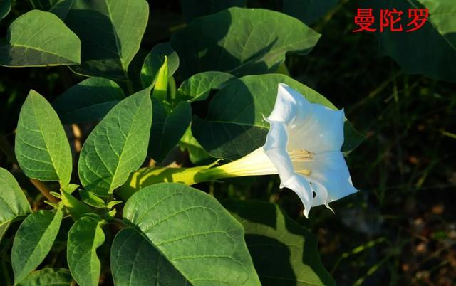 母亲为什么这么伟大完整版,母亲为什么那么伟大