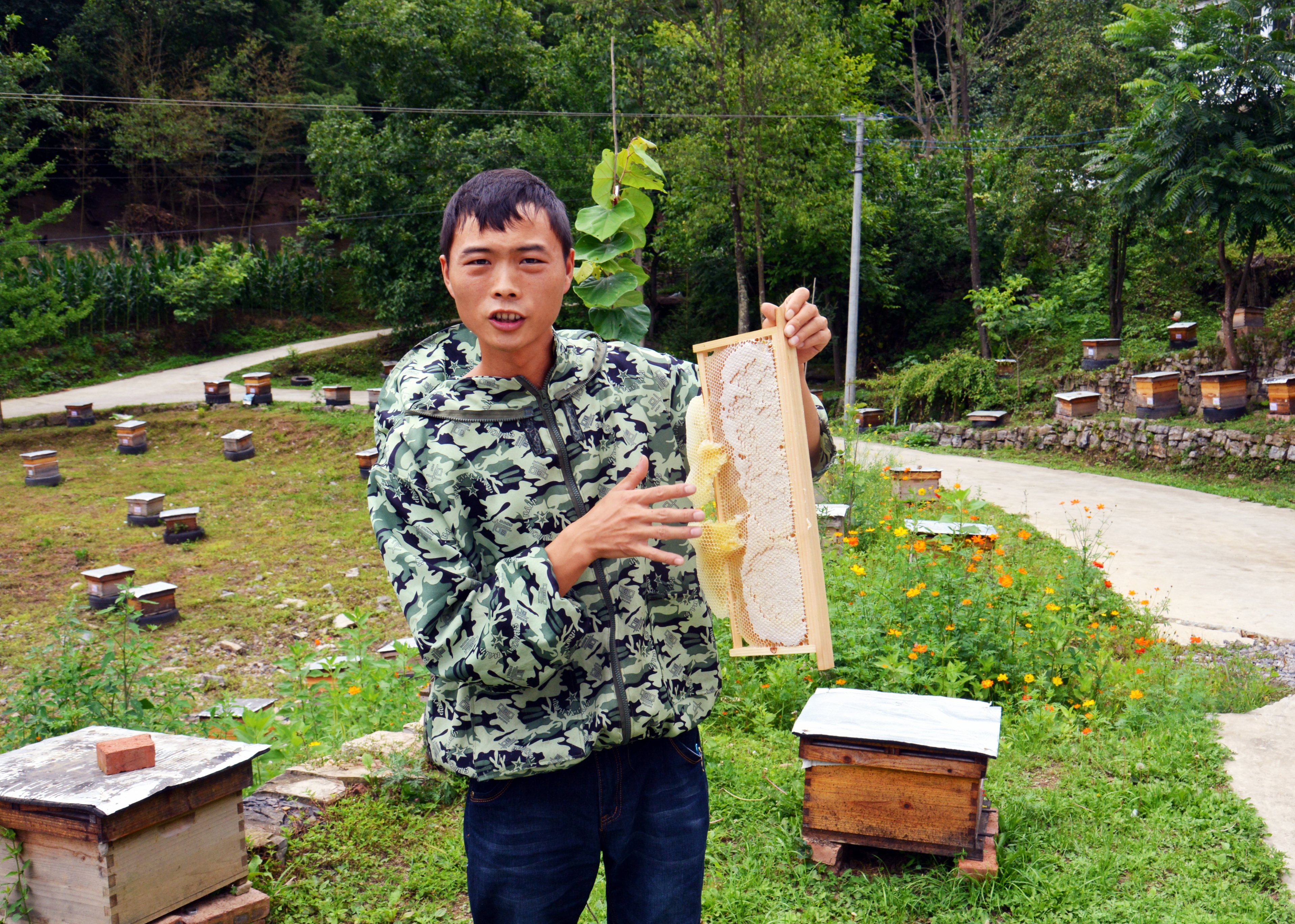 广元朝天区：一天采蜜1800斤深山酿就“甜蜜事业”