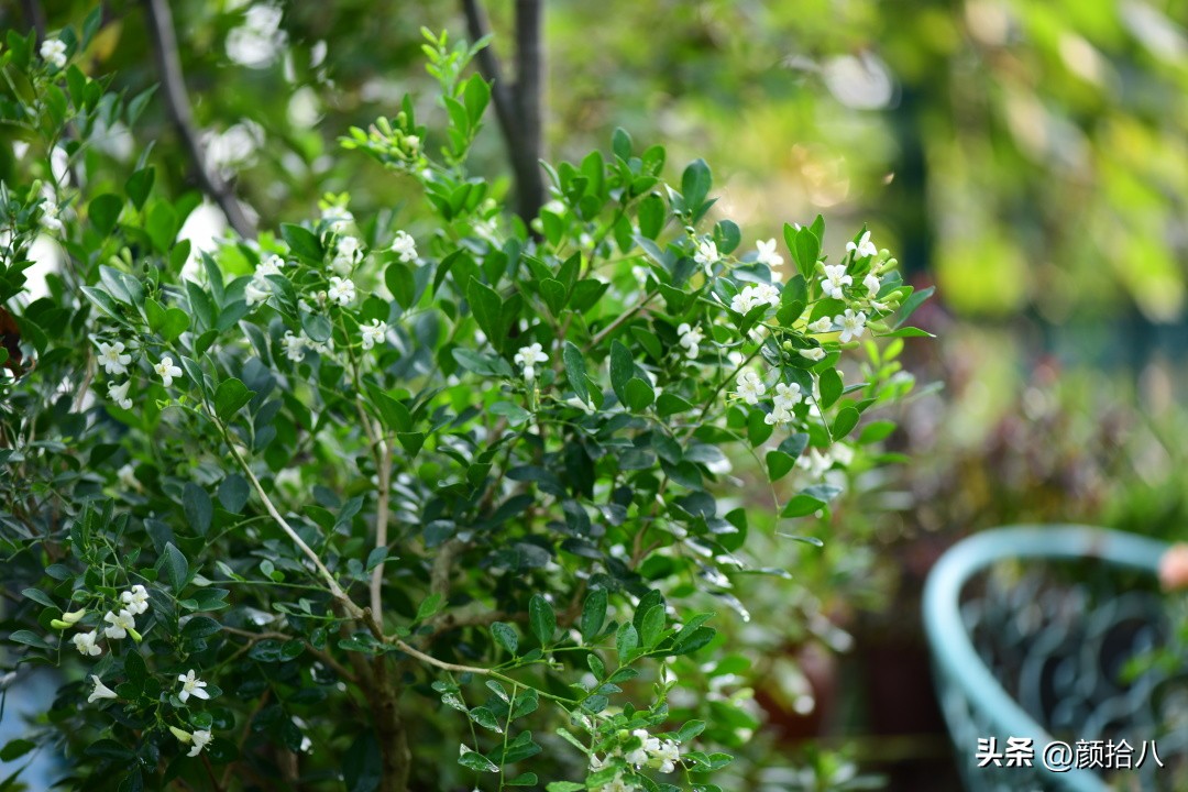 几乎没有存在感的七里香，到底是怎样的？|园丁