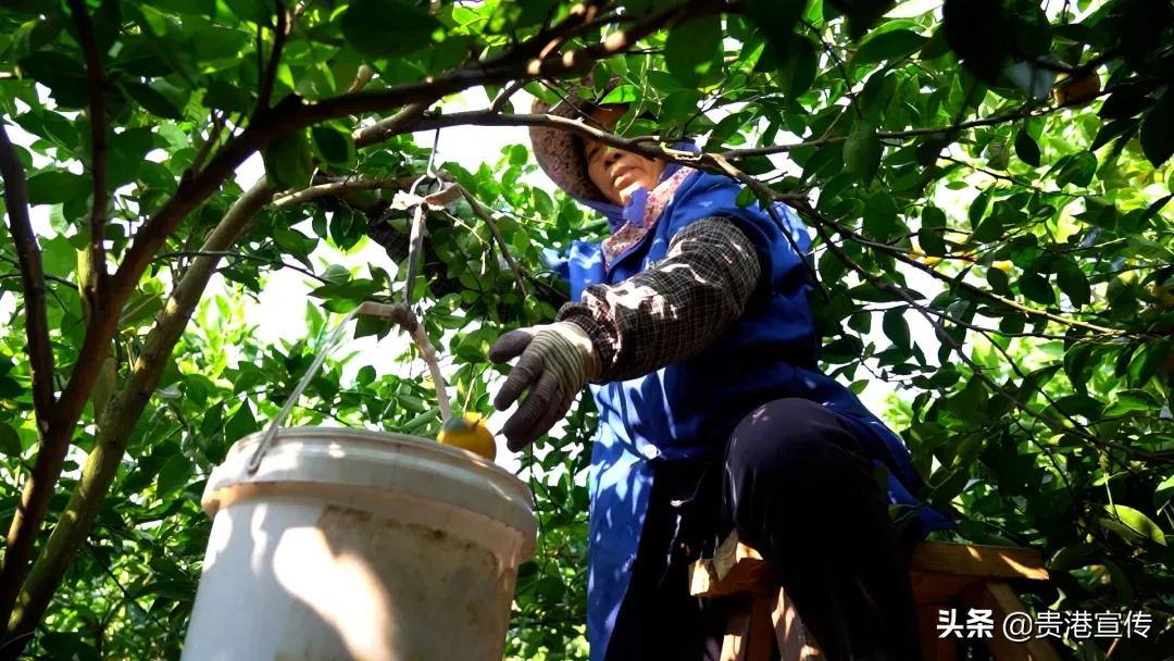 市供销合作社三农服务中心助增收,我为农民办实事