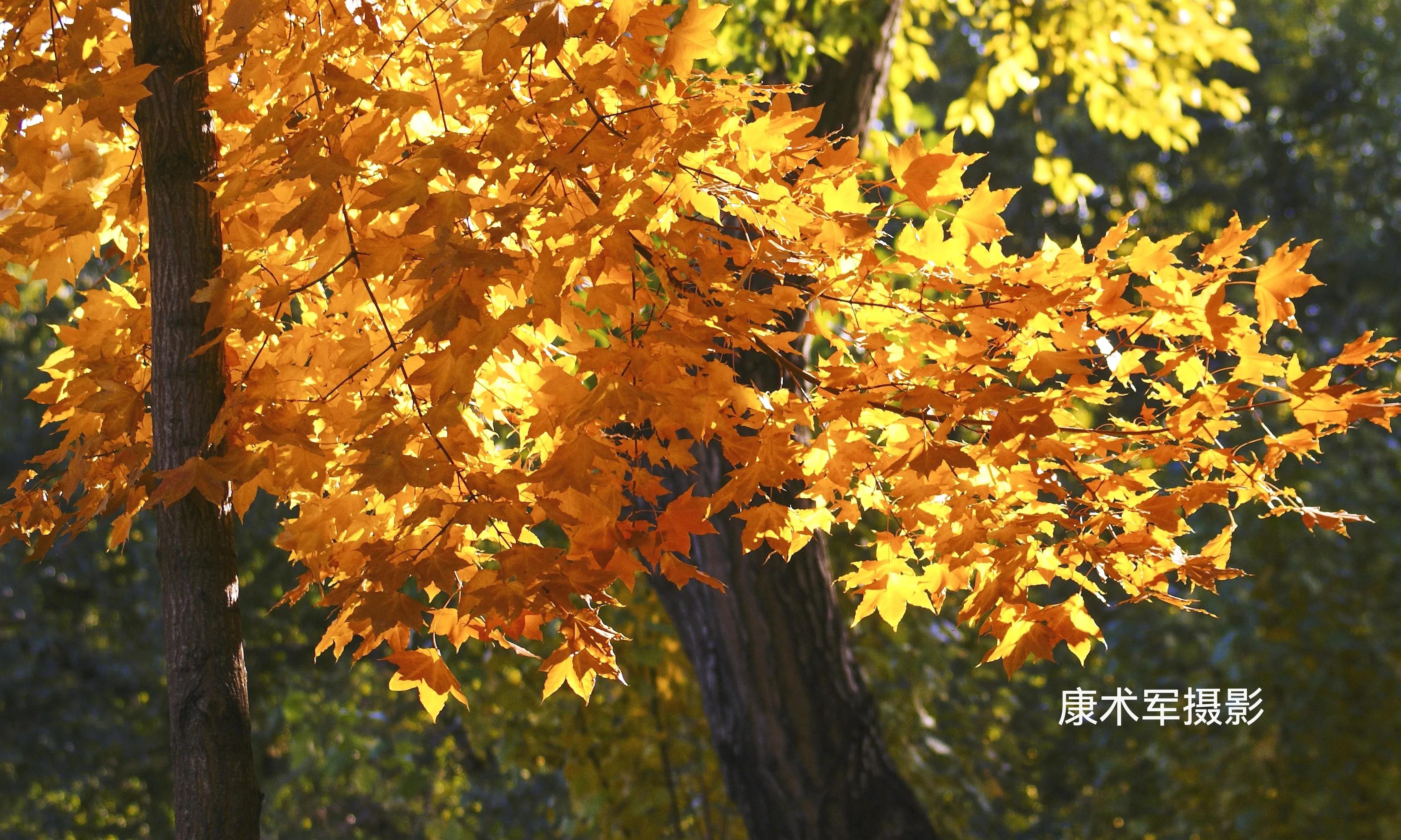 康术军话题:层次的“高低”与划分