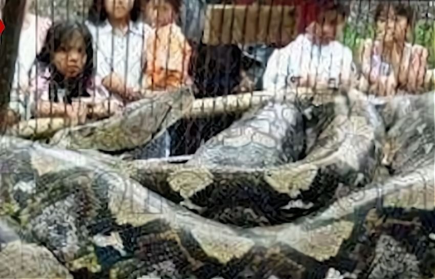 地球上的巨蟒,世界上的巨型蟒蛇到底有多大