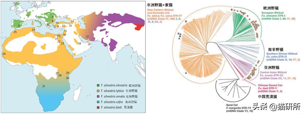英短猫和美短哪个好养,英短跟美短猫咪
