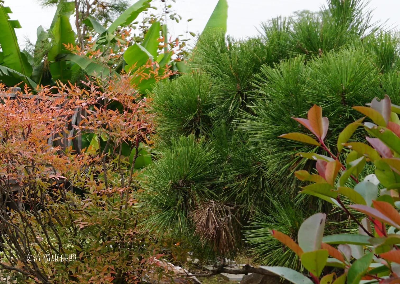 记忆里的南京七三四厂绿化景观