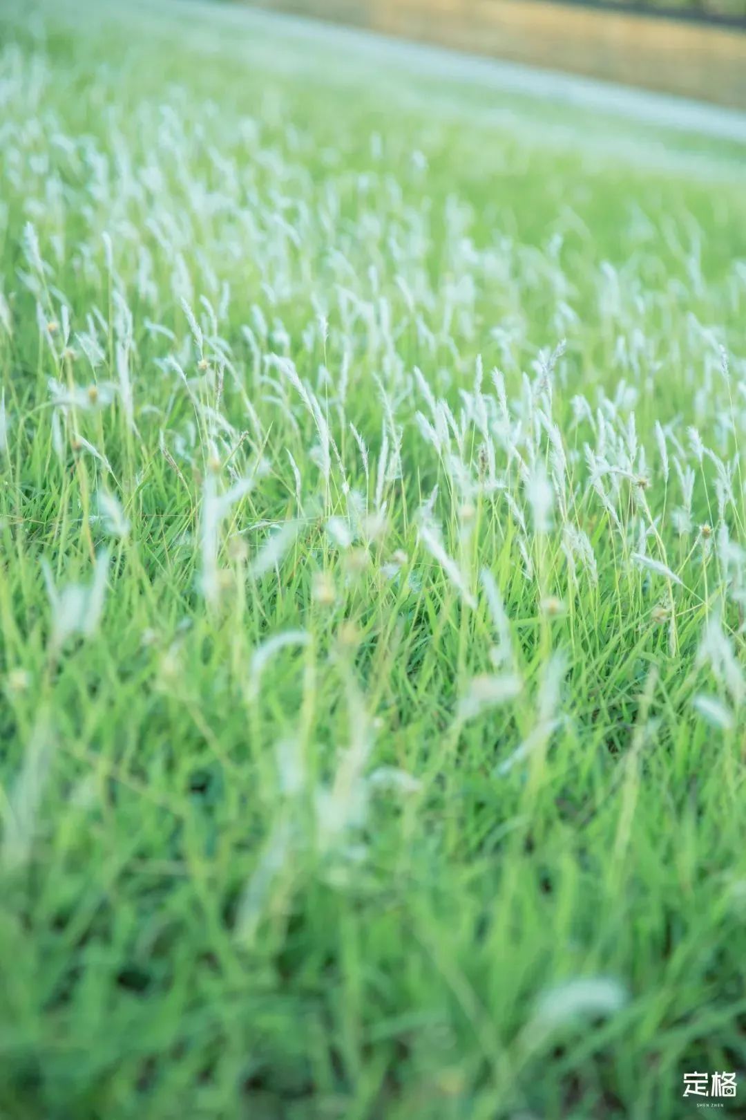 深圳小众打卡景点龙岗,2022深圳10个小众打卡地免费游玩