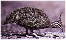 鸟类在分类学中统称为什么,鸟纲分类总表