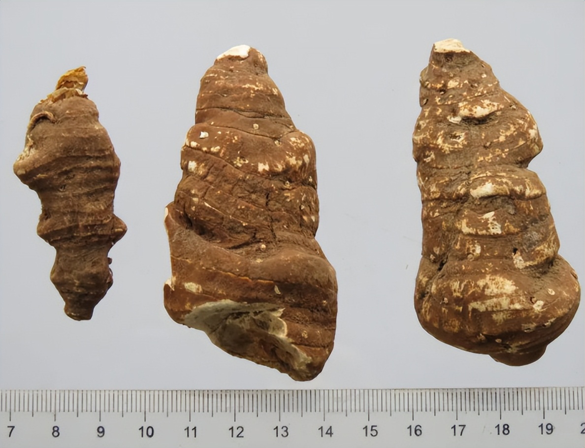 带你识别灵芝,重楼品种识别视频