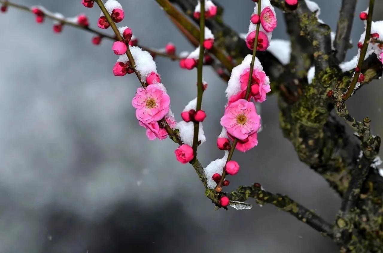 诗词丨心有花开，春景常在