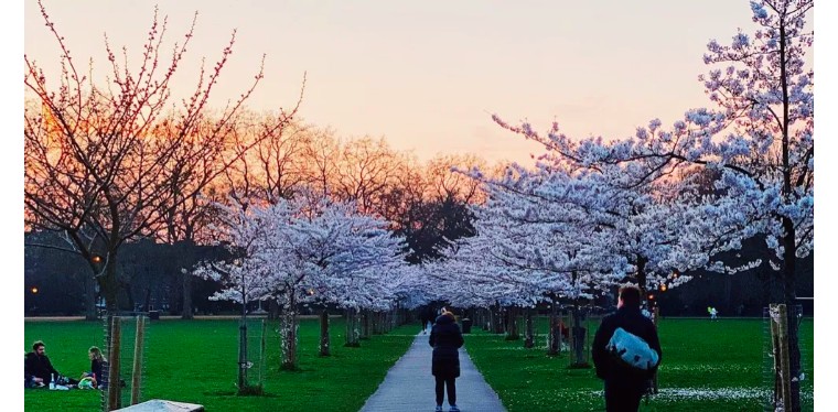 伦敦3月樱花,伦敦樱花季