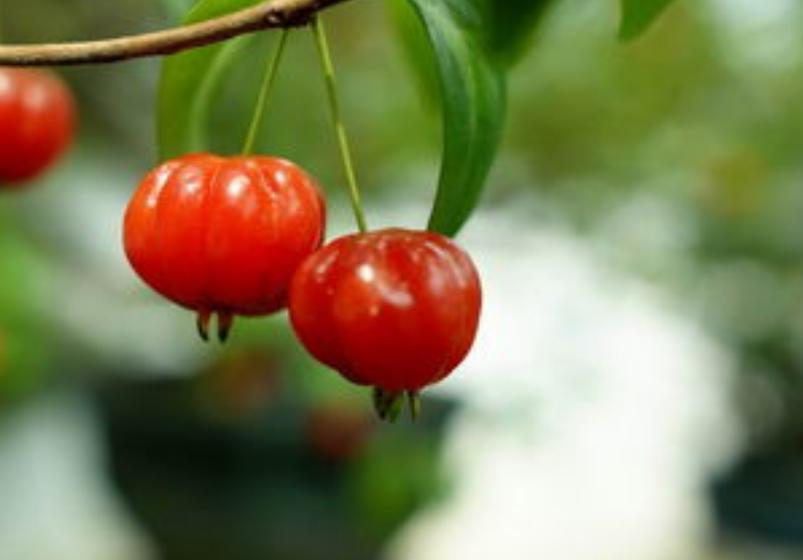 类似灯笼果的植物果实,灯笼果是什么水果品种