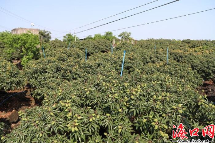 果子未熟订单已到海口火山荔枝王搭上电商“快车”