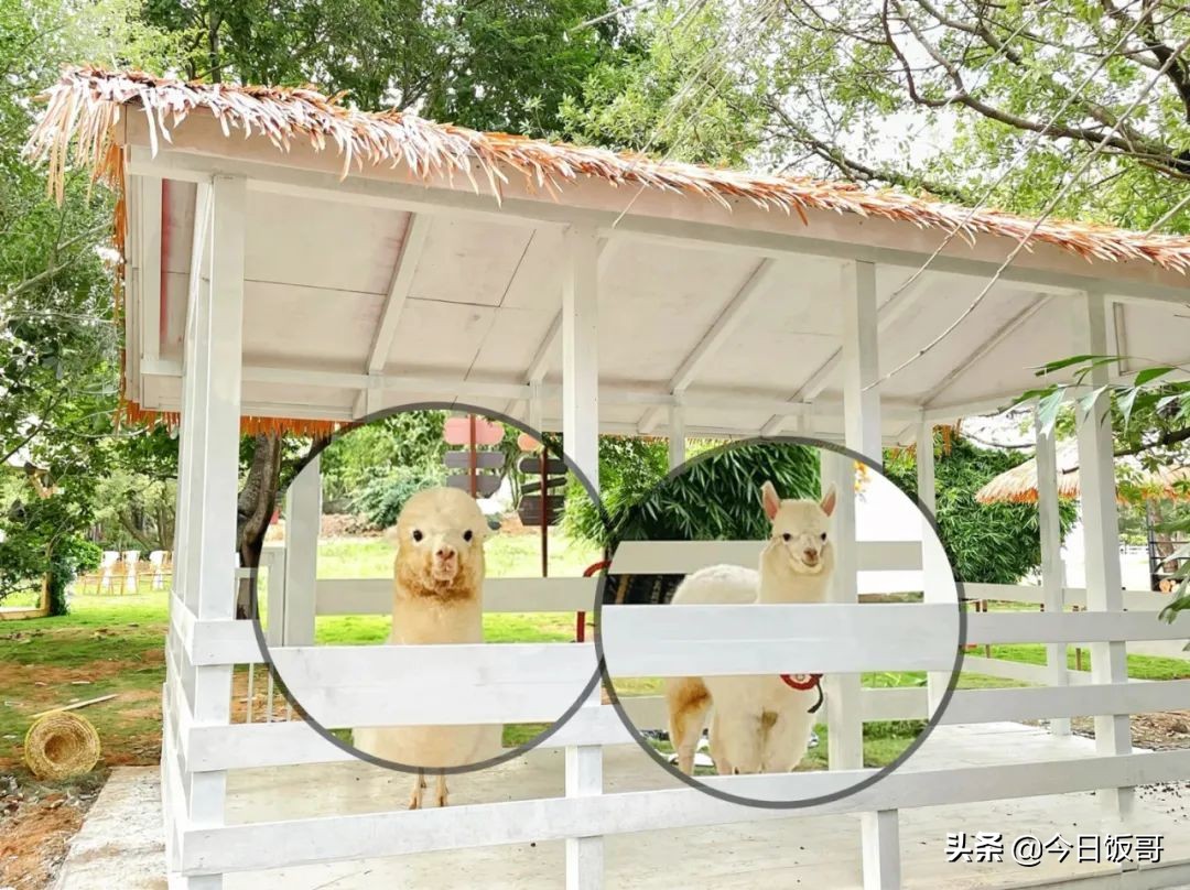 深圳清明旅游海边推荐哪里,深圳清明海边旅游攻略