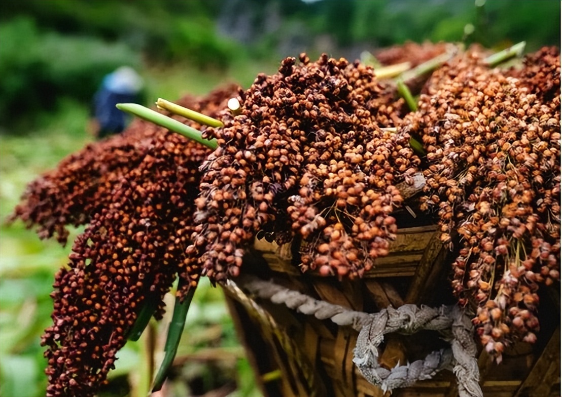 大量外国人涌入中国是真是假,大量境外游客涌入