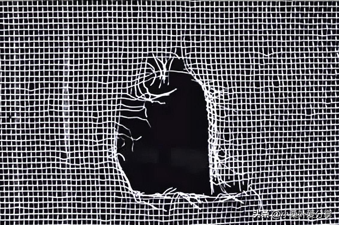 纱窗边缘坏了怎么修补,不锈钢纱窗破洞修补方法