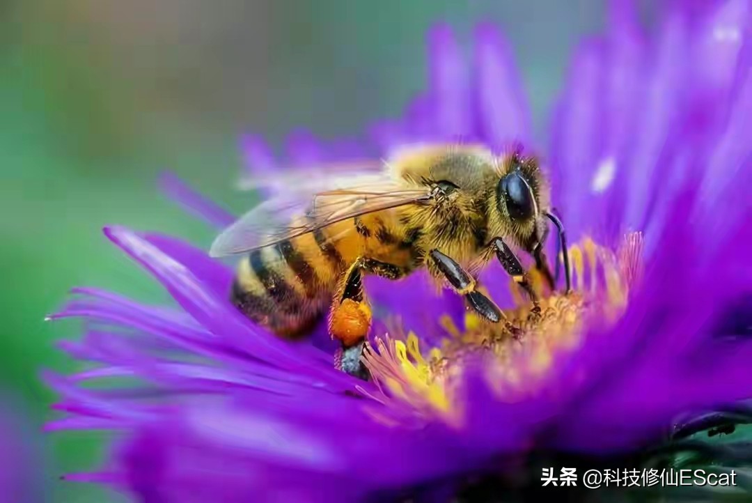 神奇！一种蜜蜂进化出咬肉的牙齿！蜜蜂改吃肉了？还有蜂蜜吃吗？