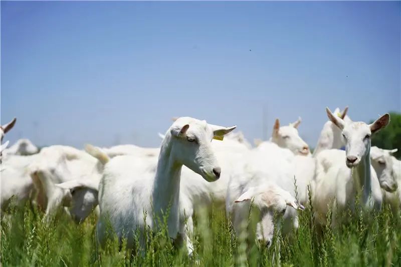 红星美羚老牌羊乳,红星美羚羊奶上市吗