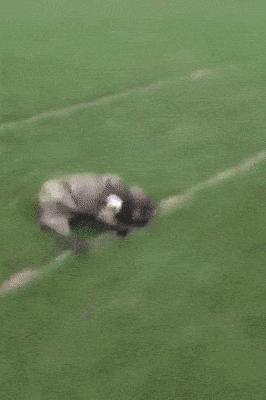 搞笑趣图：抓了一只变异神兽，不知道什么时候可以化成人形