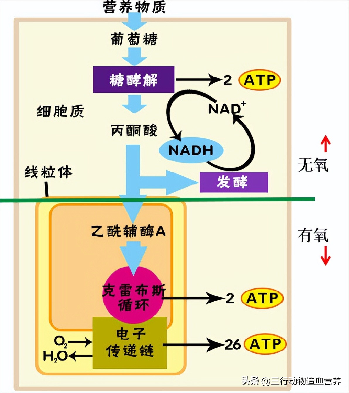 华南农业大学专家:氧气不仅是呼吸,还是一种营养