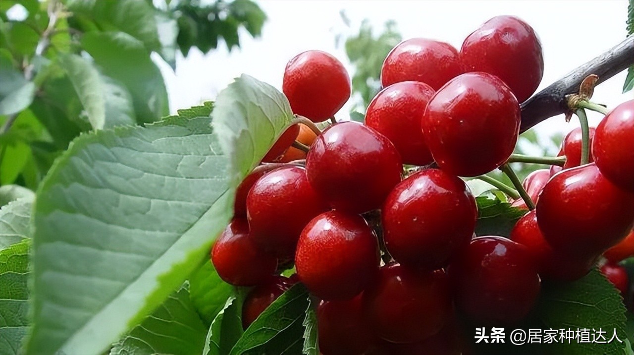 盆栽种植车厘子,庭院种植车厘子一棵能结果吗