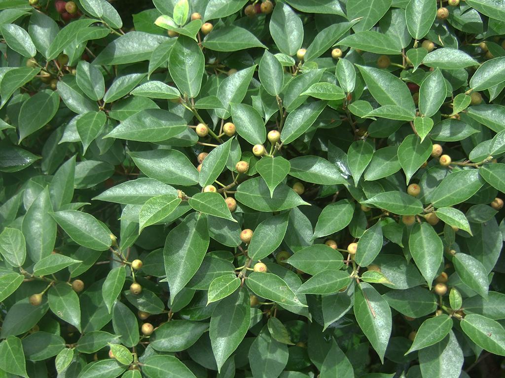 这野果长得似无花果,过去是农村娃的零食,如今稀罕少见20一斤